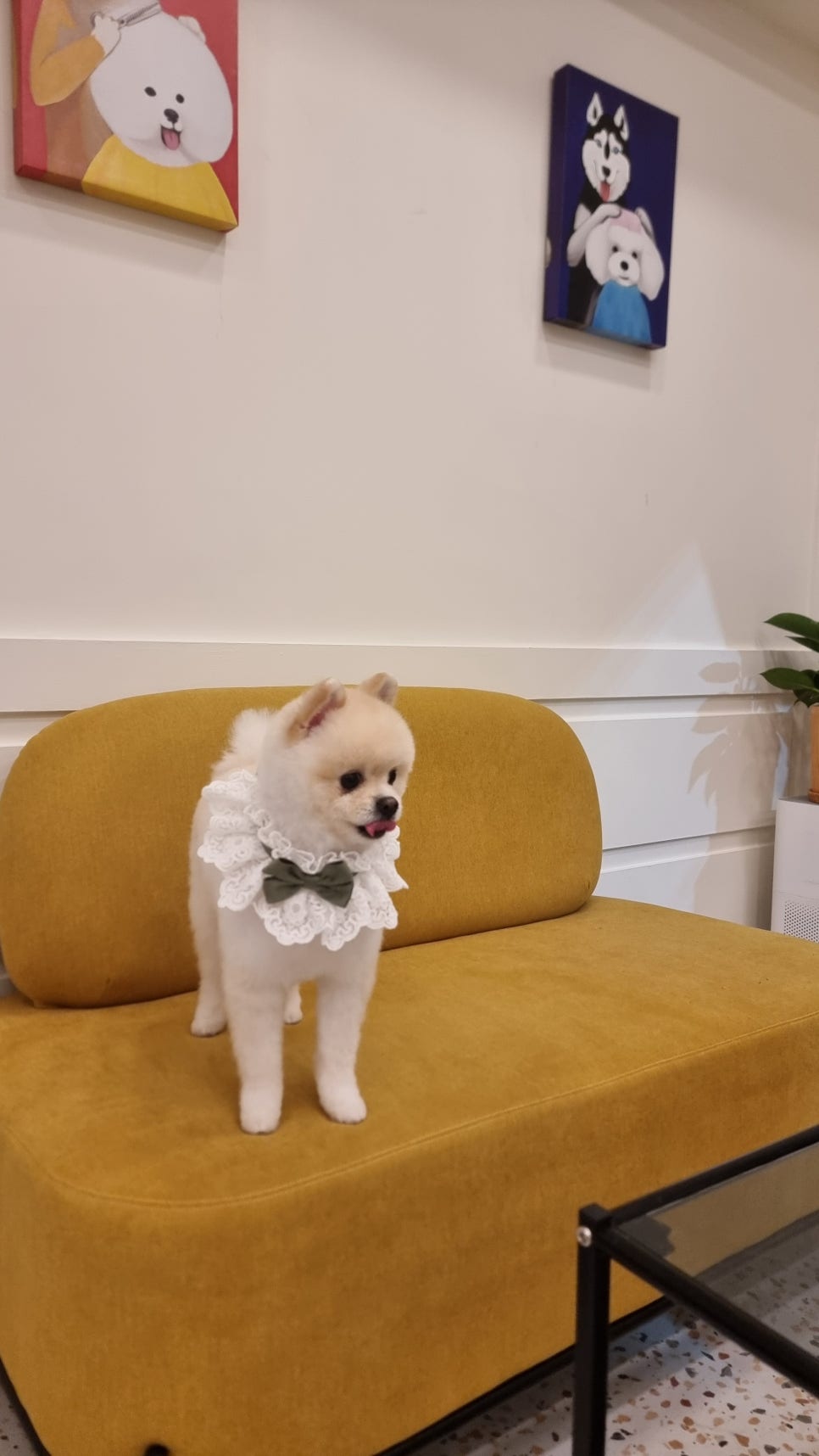 도그몽드 이미지