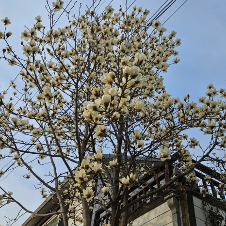 앞산옻닭앞산생오리마을 이미지