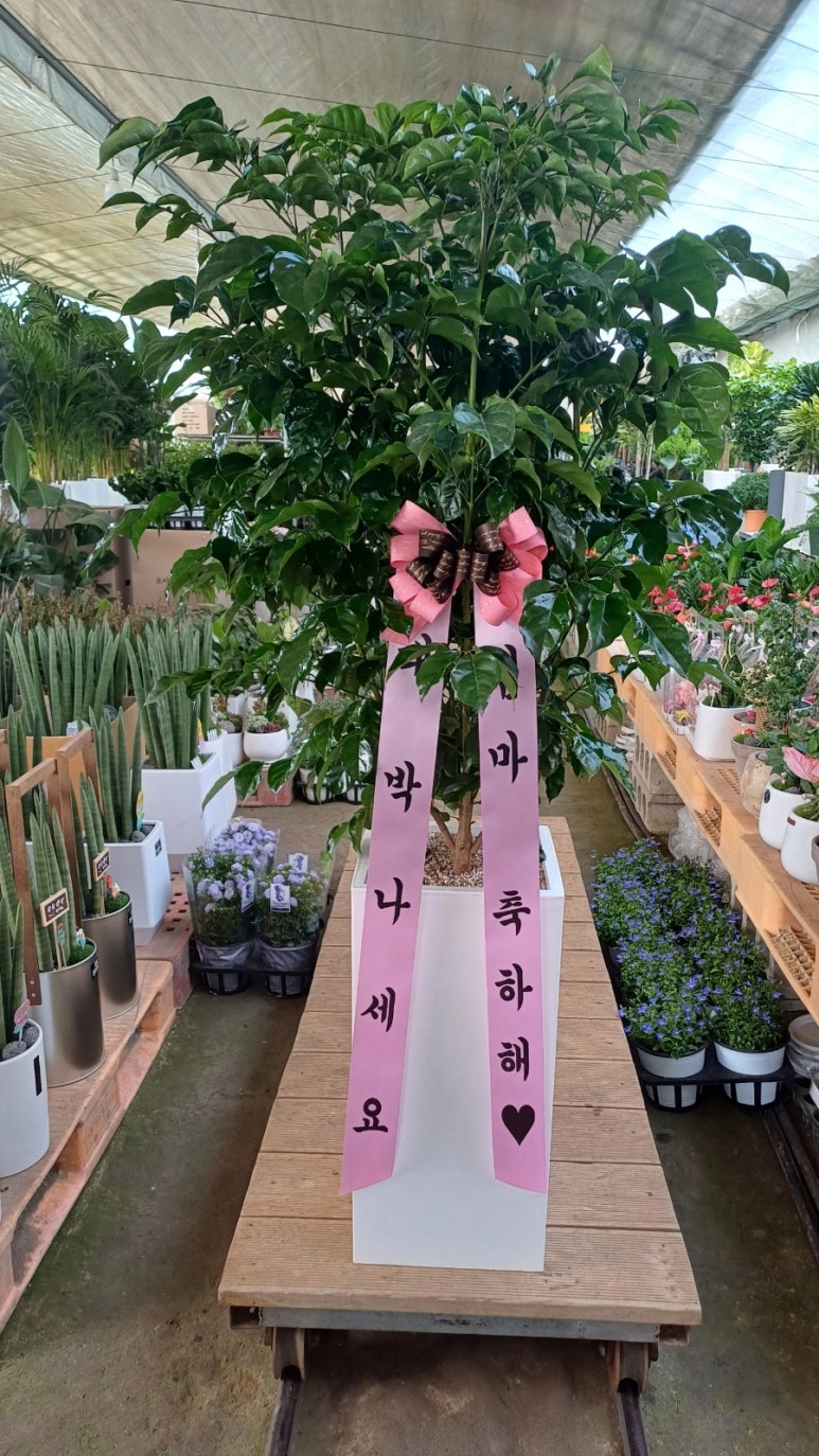대전꽃집안나플라워 이미지