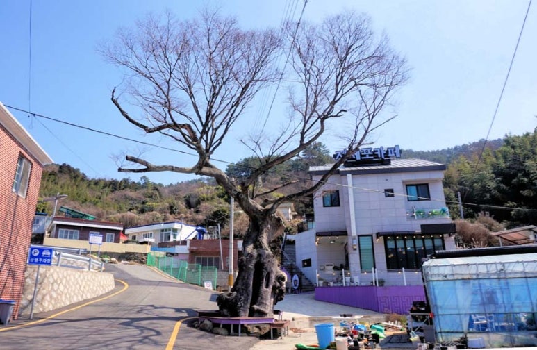 느티나무마을 이미지