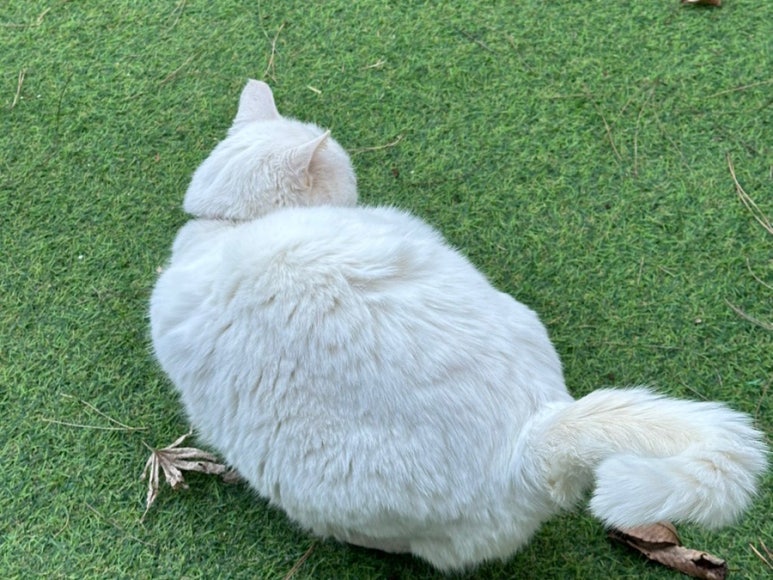 포크테일 이미지