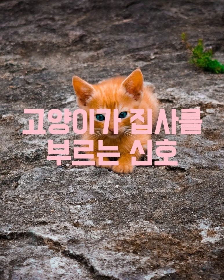 고양이가 집사를 부르는 신호