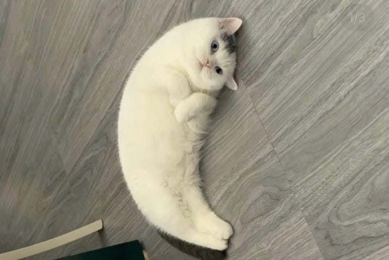 아가마미고양이카페 이미지