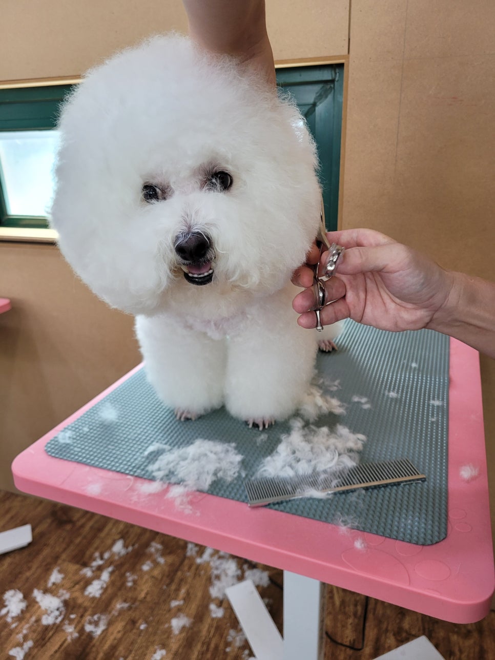 포항애견미용학원 이미지