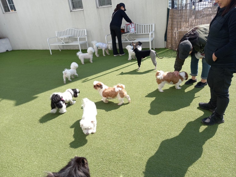 코코루이 이미지