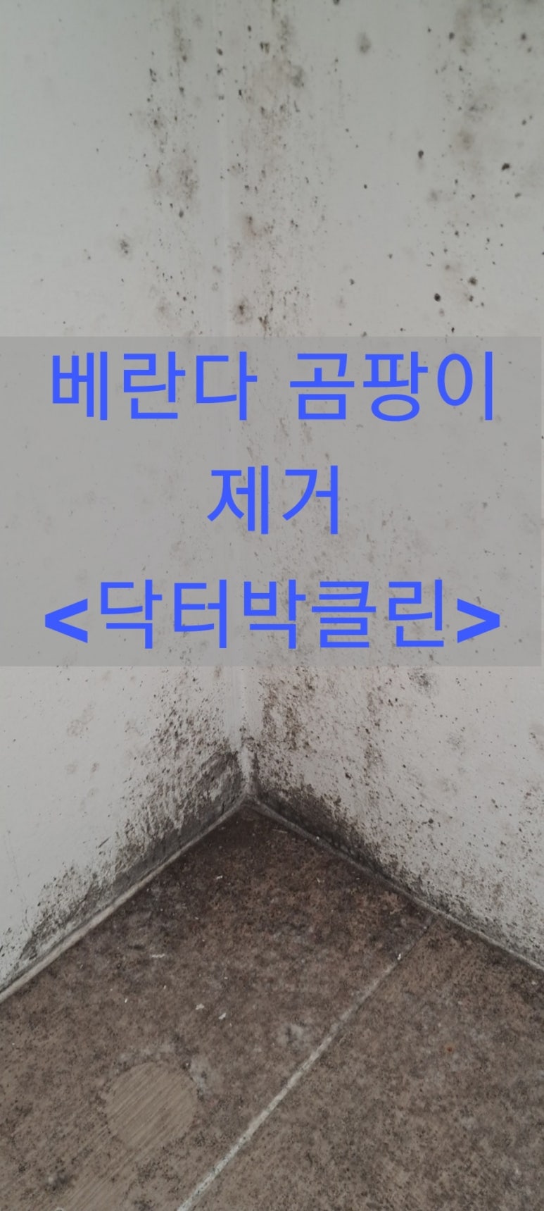 닥터박클린 이미지