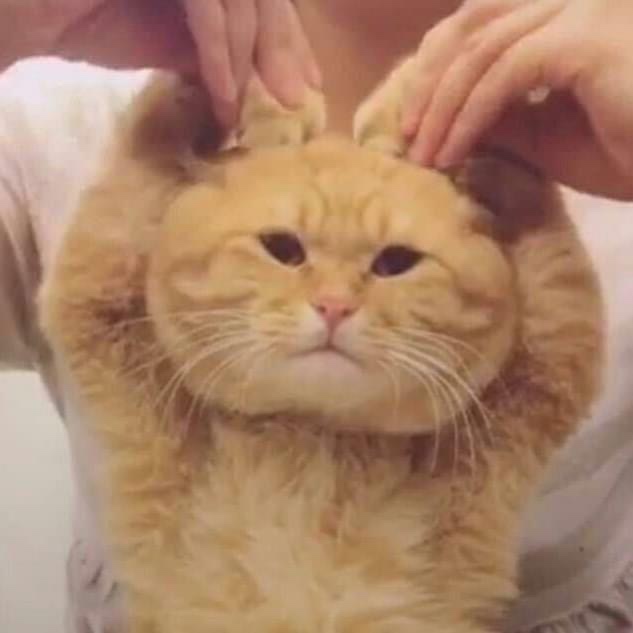 모리온두피탈모 이미지