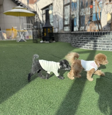 아따멍멍 이미지