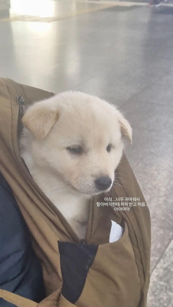 파나팔리 이미지