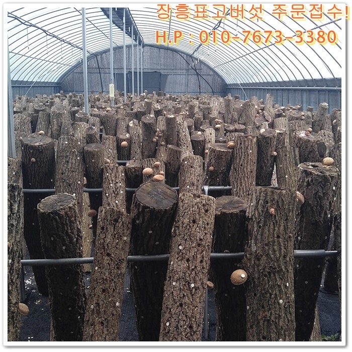 장흥표고식품 이미지