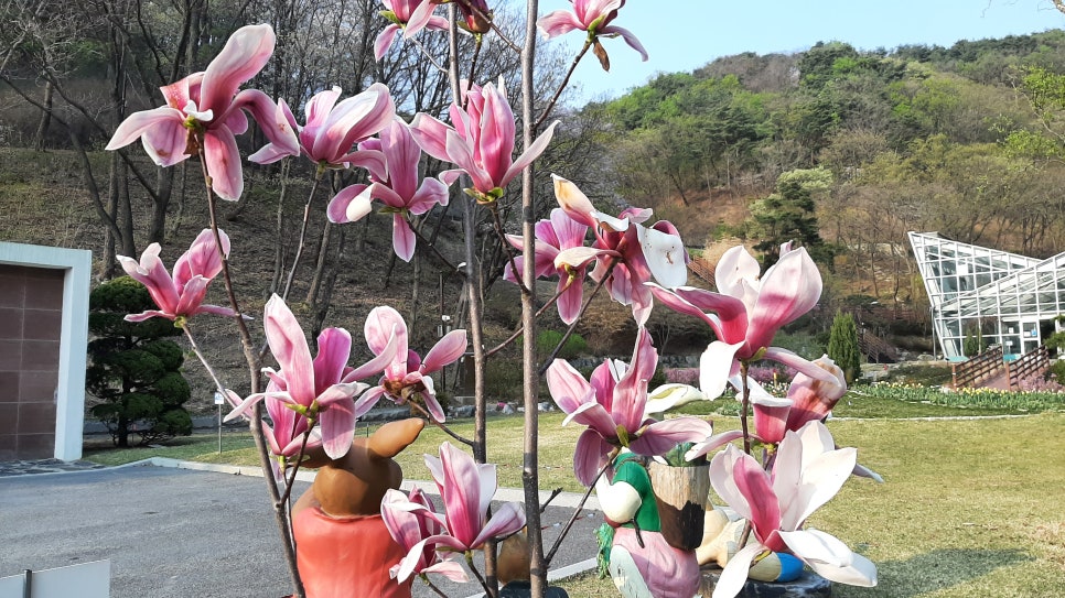 백야자연휴양림 - 알려지지 않은 벚꽃 명소, 조용히 힐링하기 좋은 곳, 충북 음성군 여행, 가볼 만한 곳 : 네이버 블로그