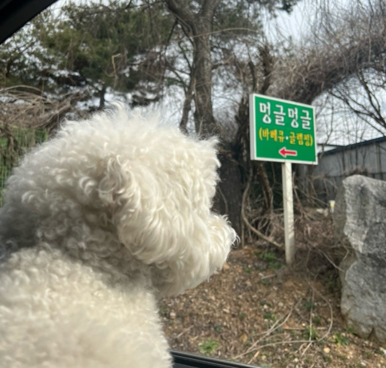 멍글멍글펫글램핑 이미지