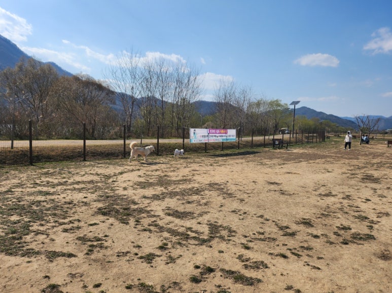 황산애견 이미지