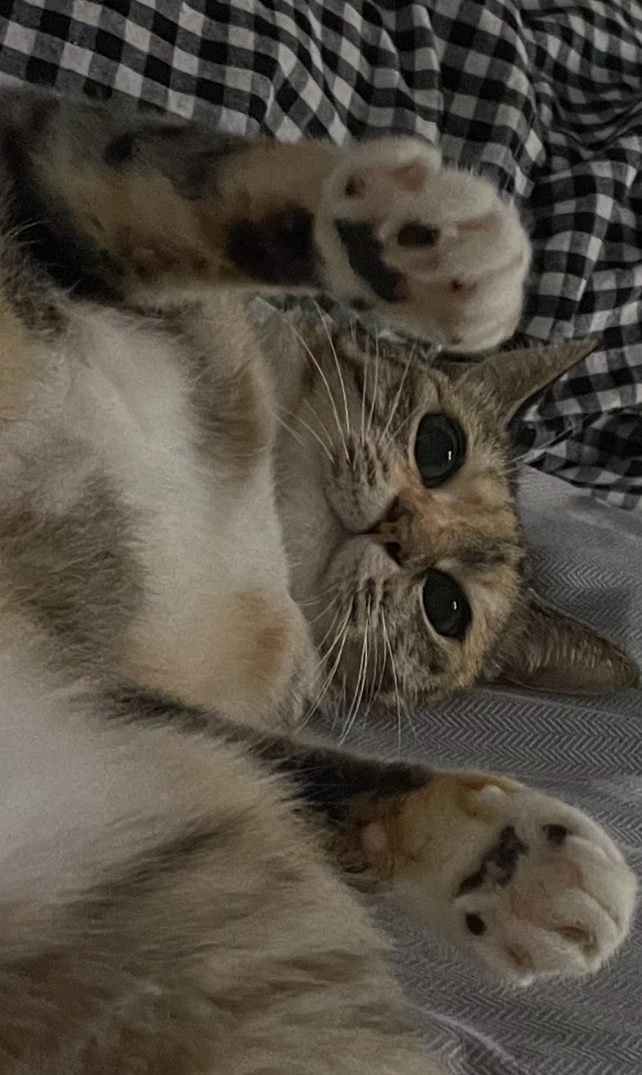 미우아우 이미지