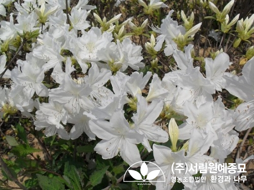 조경설계서림 이미지