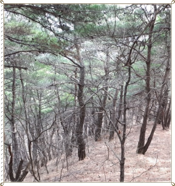 사일산 이미지