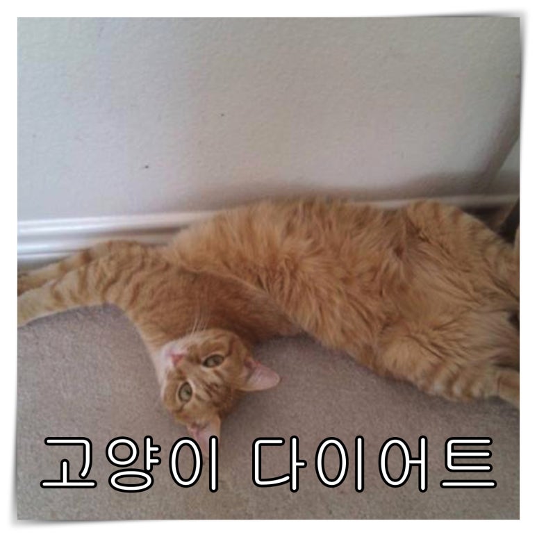 버틀랩 이미지