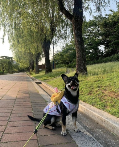 빵주 이미지