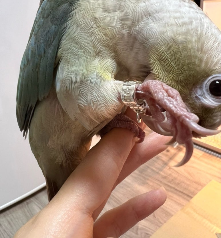 새라조이 이미지