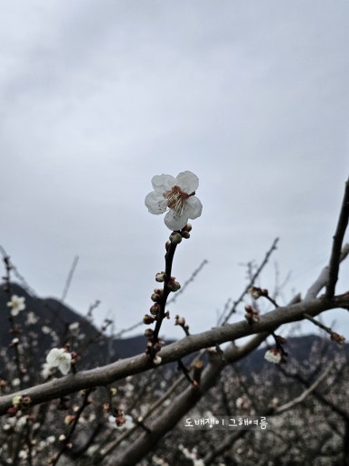 욜로한옥민박 이미지