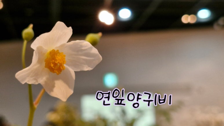 꽃을좋아하는사람들 이미지