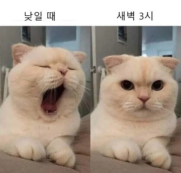 찐진김밥 이미지