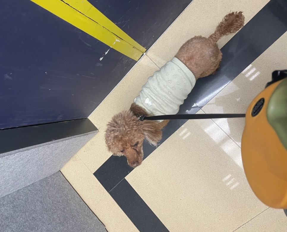 끌로쉬네일 이미지