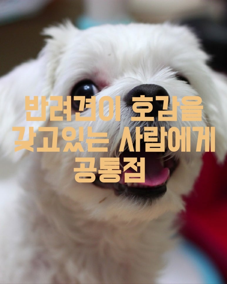 반려견이 호감을 갖고있는 사람들에게 공통점