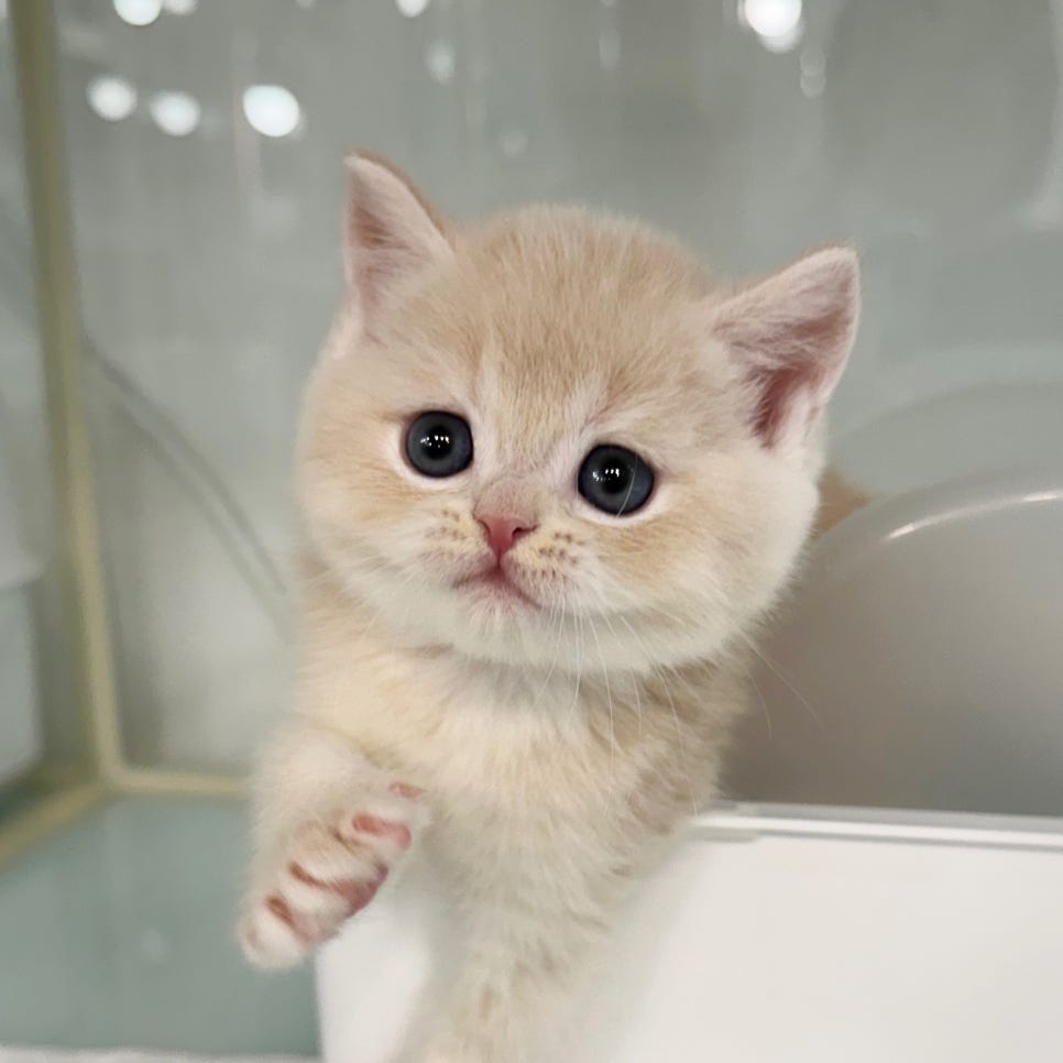 신경주헤어# 이미지