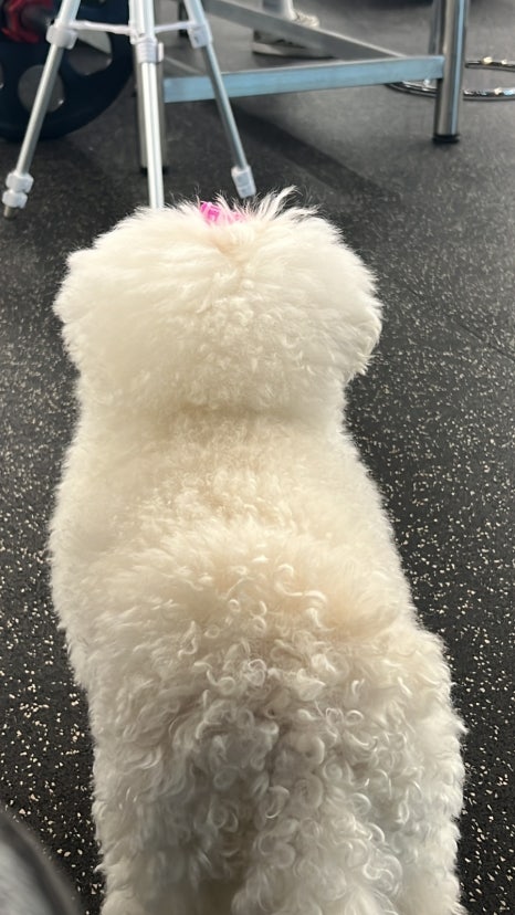 빠마롤 이미지