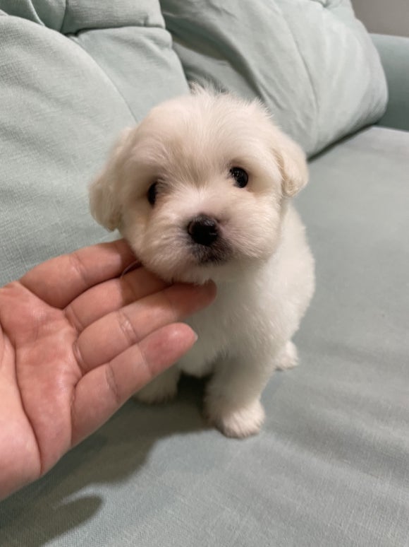 꼬숑 이미지
