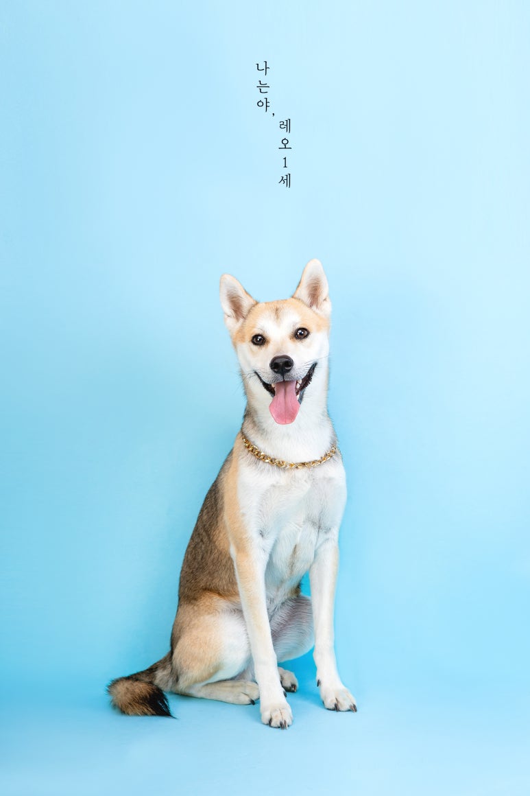 찌꼬찌꼬스튜디오 이미지