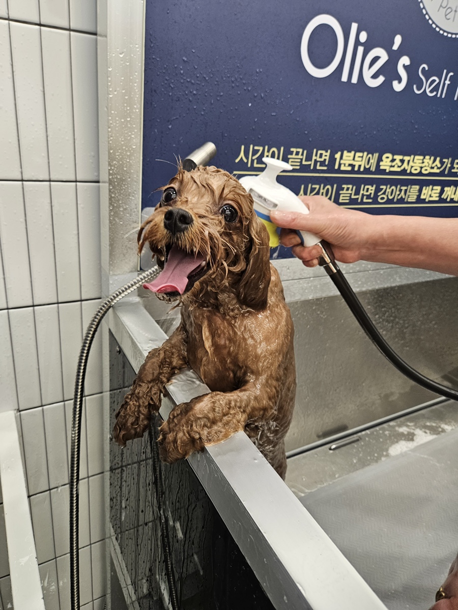 올리스24 부산남구점 후기 사진
