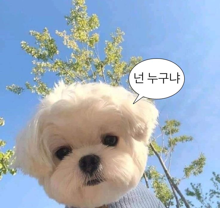 벚꽃사진관 이미지