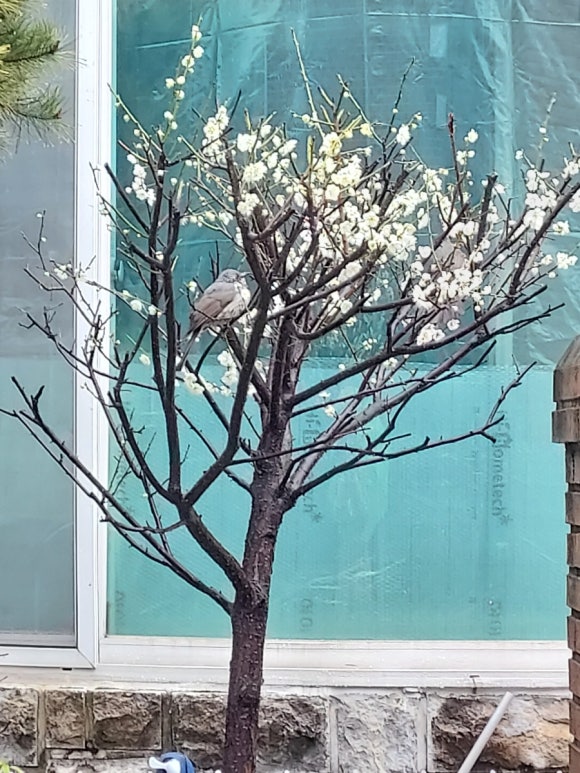 모닝버드 이미지
