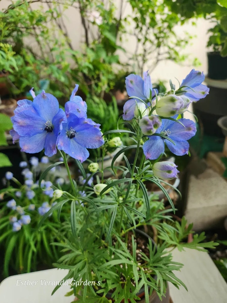 청보라정원 이미지