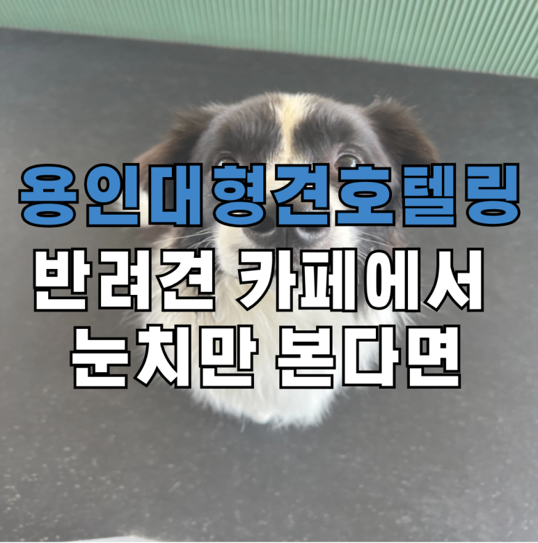 푸름피크닉 이미지