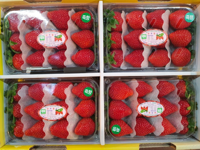 오렌지카 이미지