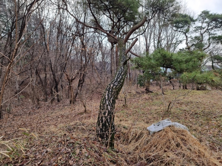 은하조경 이미지