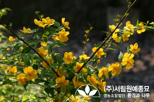 조경설계서림 이미지