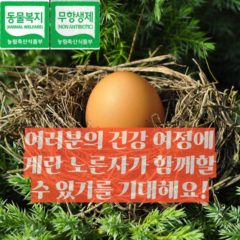 노란계란 이미지
