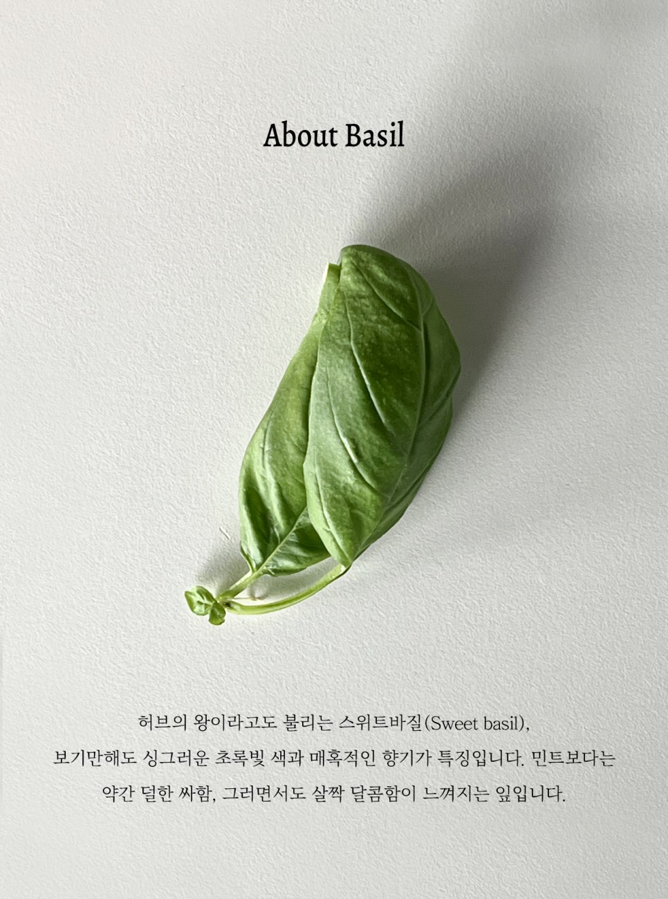 비비도따 이미지