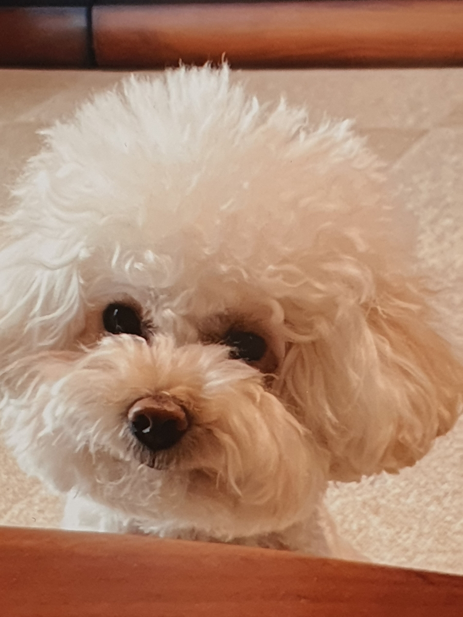 스콘위글 이미지