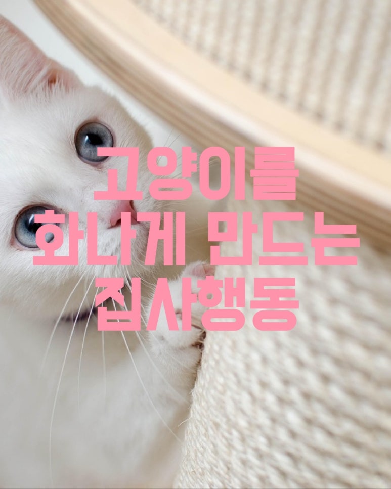 고양이를 화나게 만드는 집사행동
