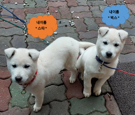 벅스글램핑 이미지