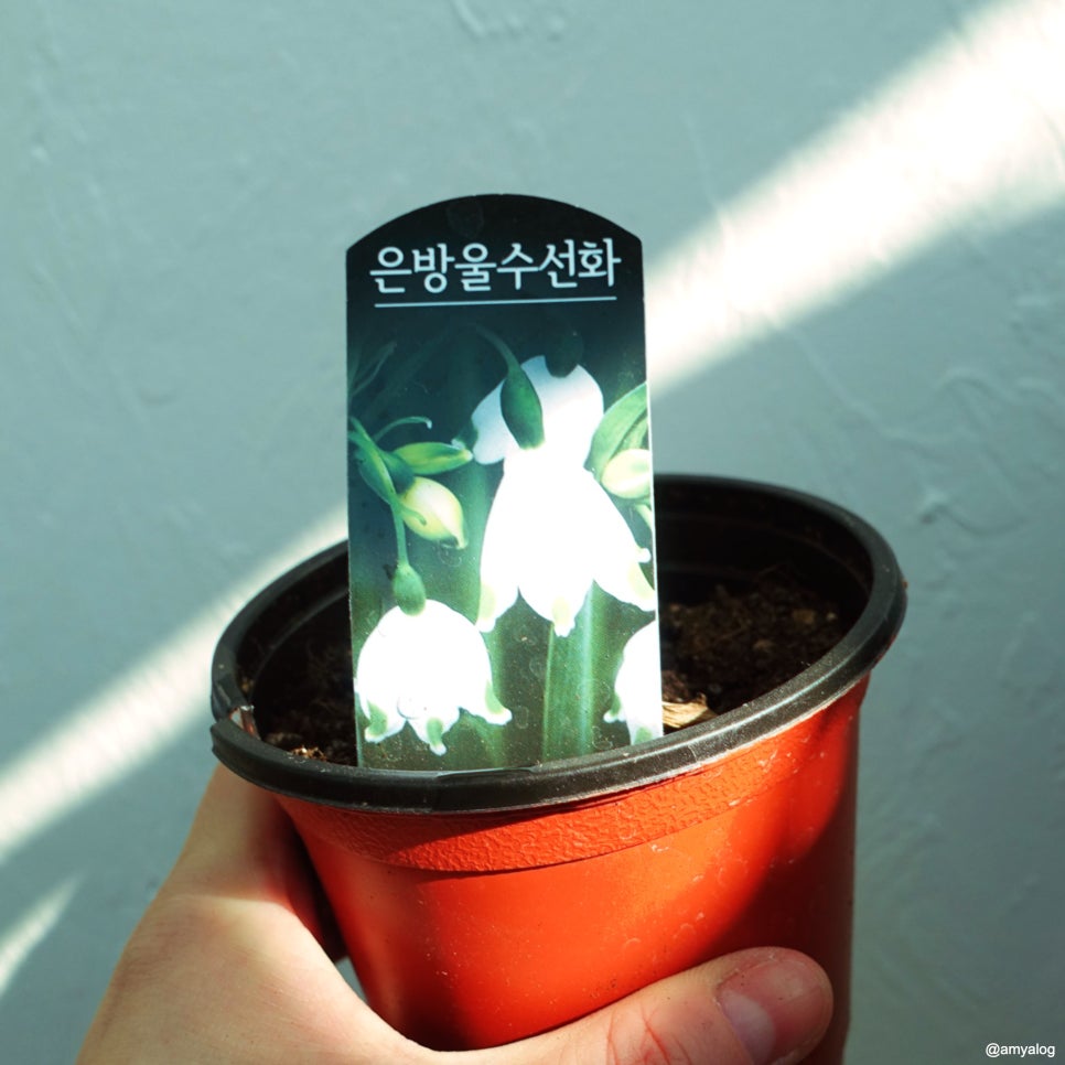 에피텀 이미지