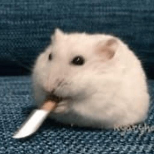도로롱 이미지