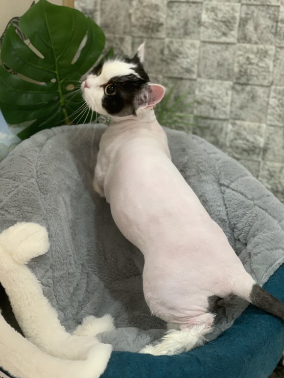 야옹아놀자 이미지