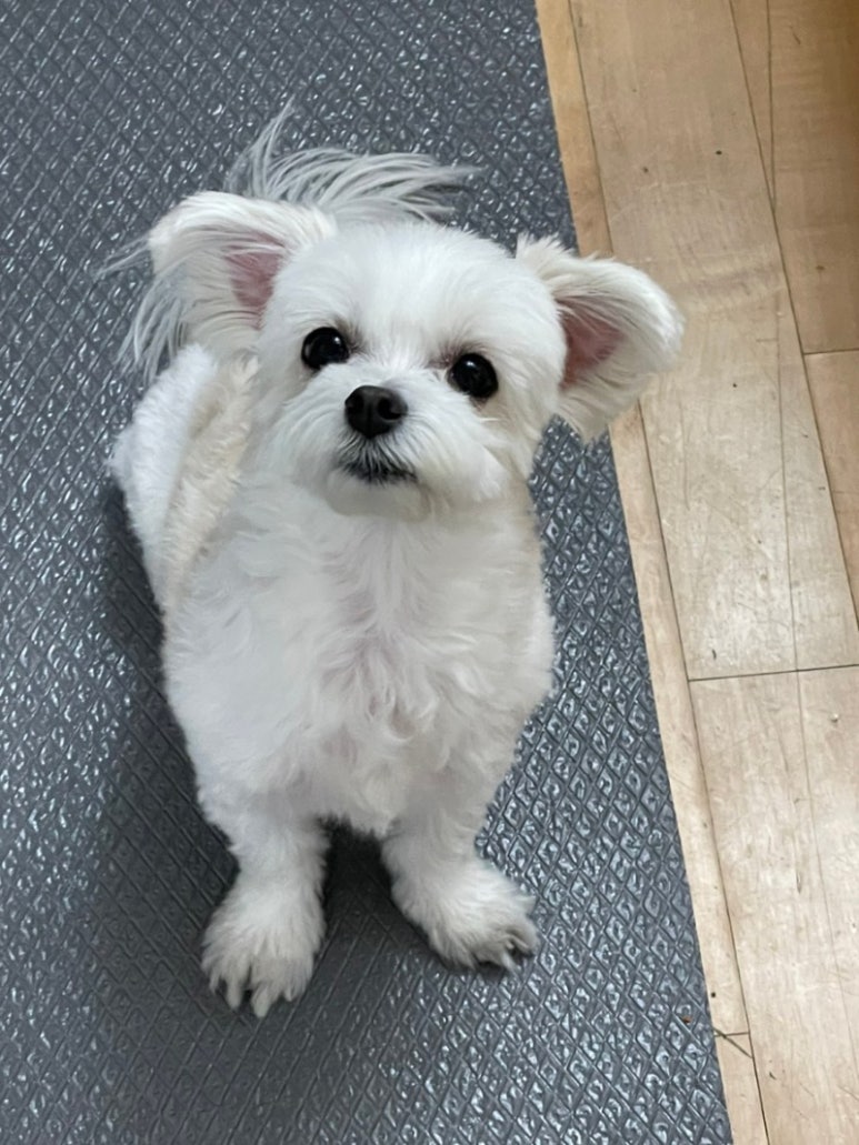 플랫커피 이미지