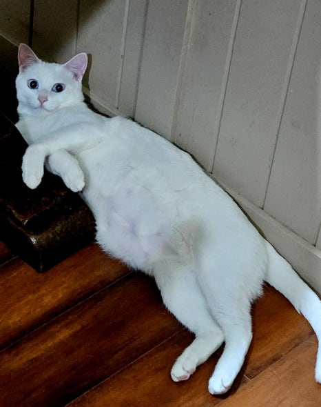 분식백화점동탄영천 이미지